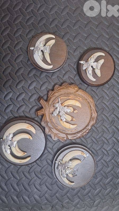 انياب خنازير اوروبي 3