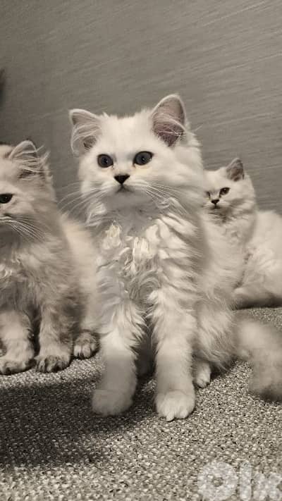 Chinchilla Long Hair kitten blue eyes