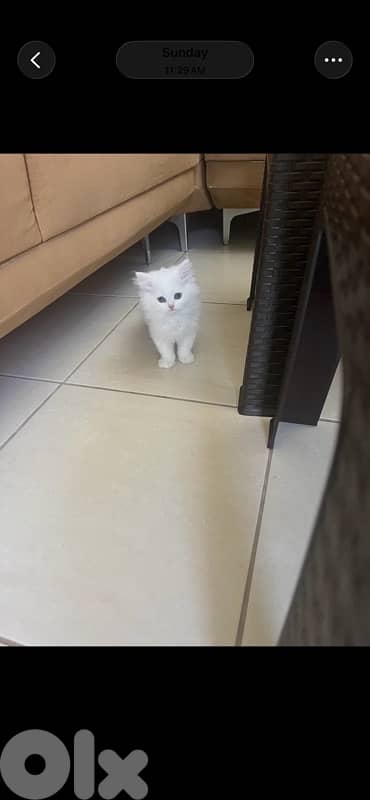 mix persian himalyana 3omor 75 yom