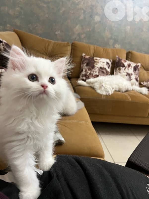 mix persian himalyana 3omor 75 yom 1