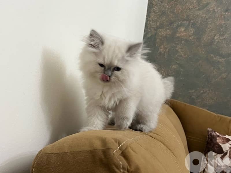 mix persian himalyana 3omor 75 yom 2