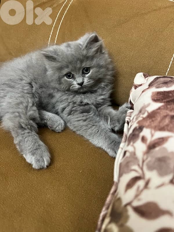 mix persian himalyana 3omor 75 yom 3