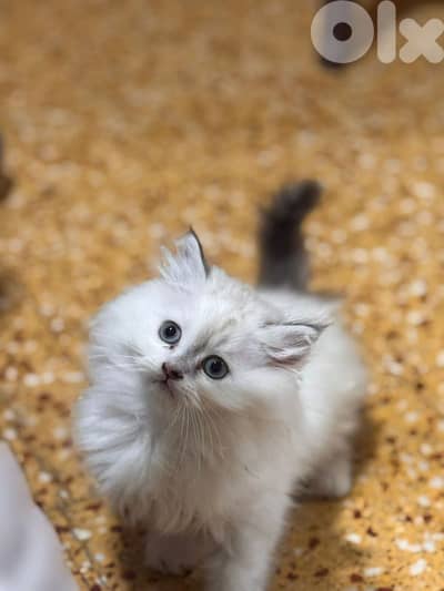 2 kitten himalayan