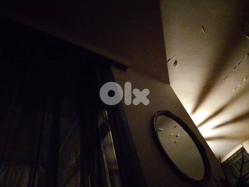 مطلوب كلب صغير في السن والحجم للتبني 0