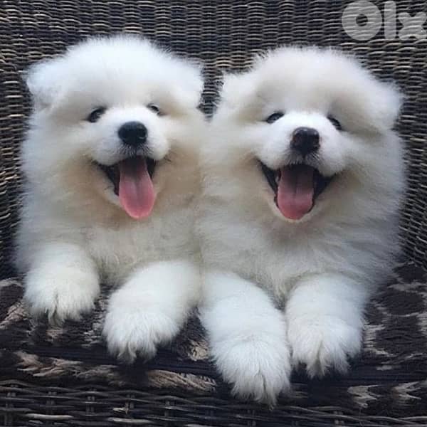 Adorable Samoyed puppies in store & delivery 0