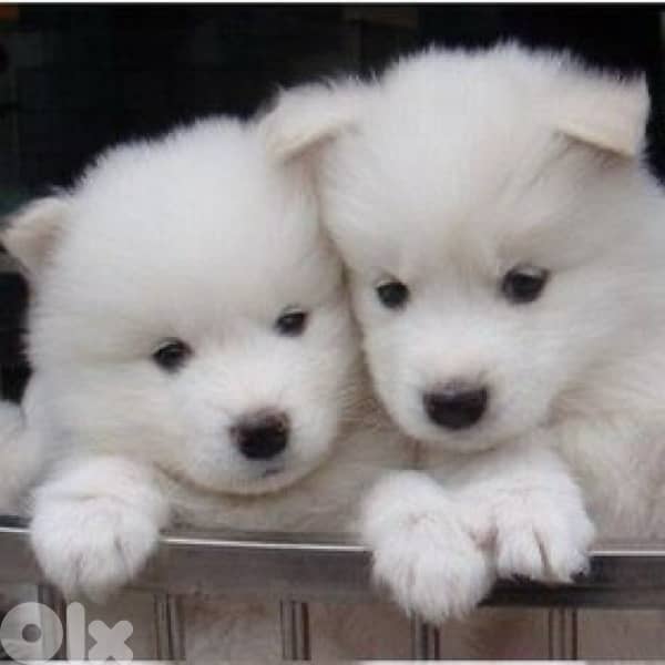 Pure White Samoyed puppies in store & delivery 0