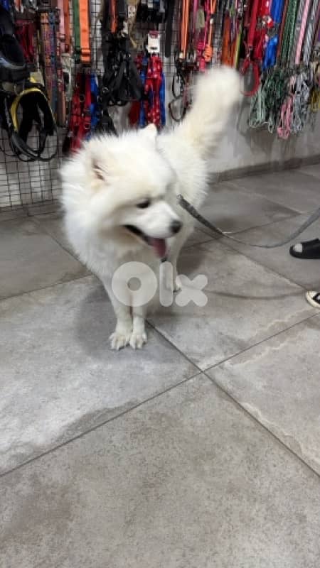 samoyed dog for adoption 0