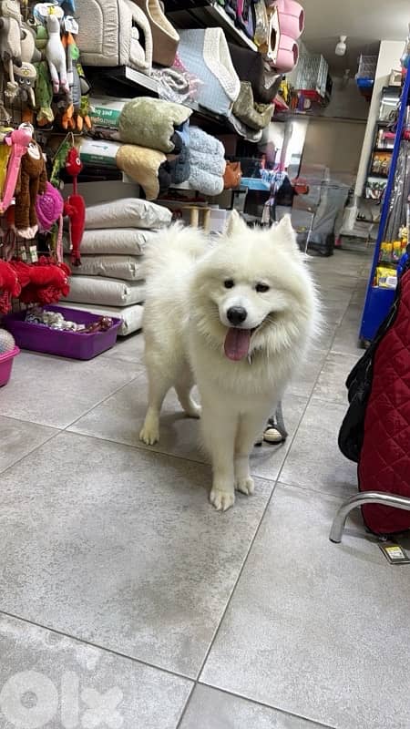 samoyed dog for adoption 1