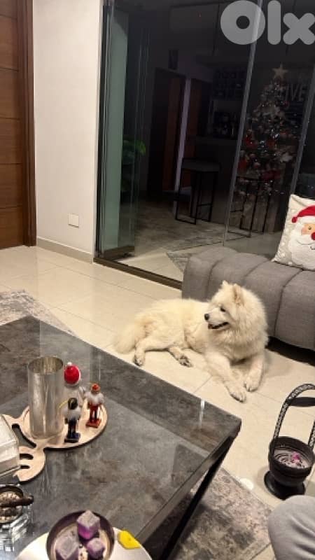 samoyed dog for adoption 2
