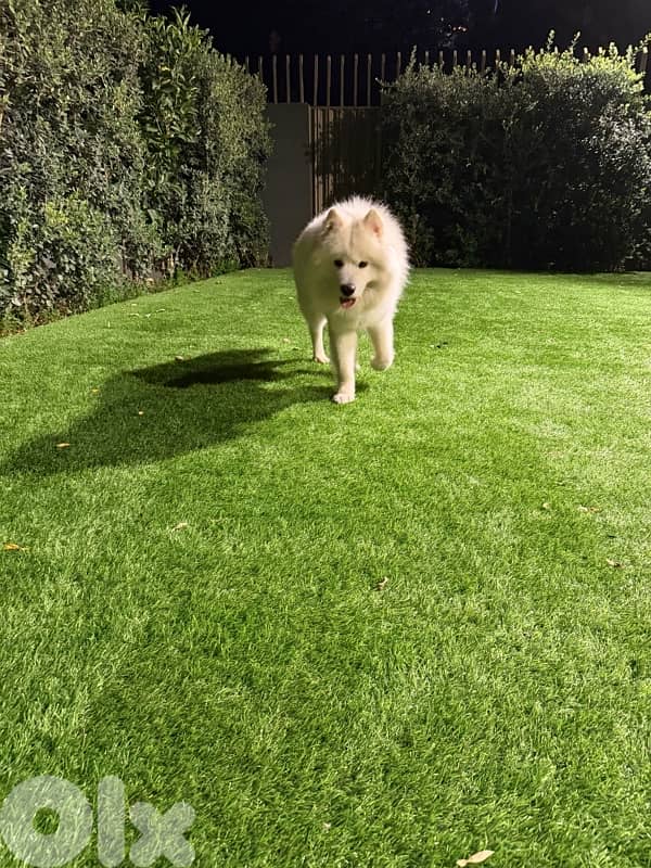 samoyed dog for adoption 3