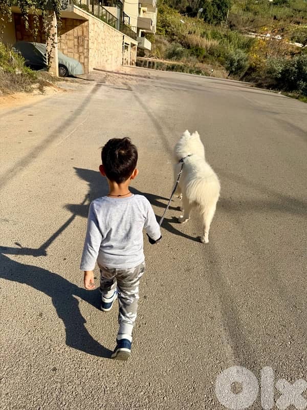samoyed dog for adoption 4