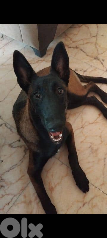 malinois 0