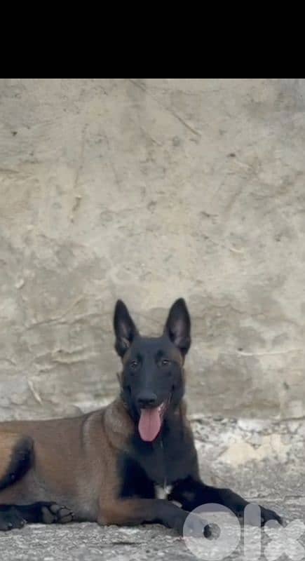 malinois 1
