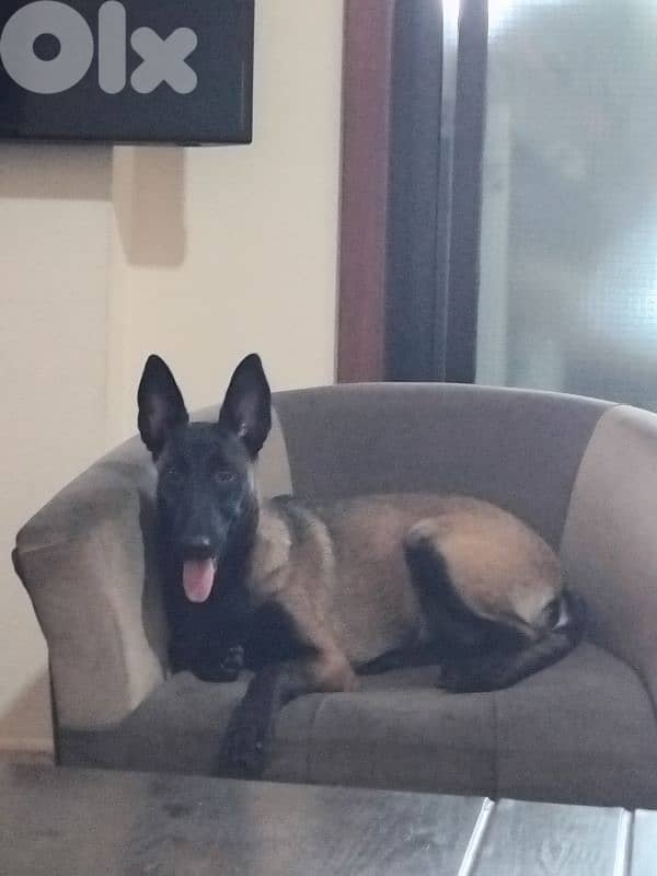 malinois 4