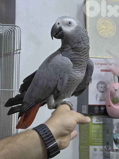 kasko parrot ( african grey )