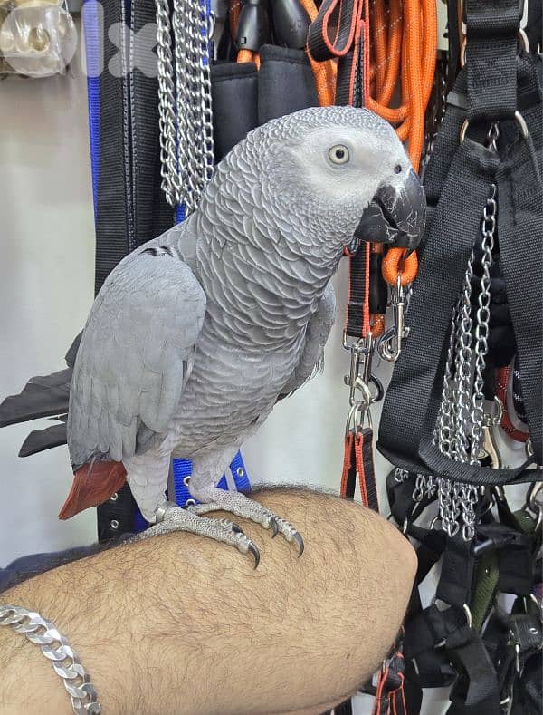 kasko parrot ( african grey ) 1