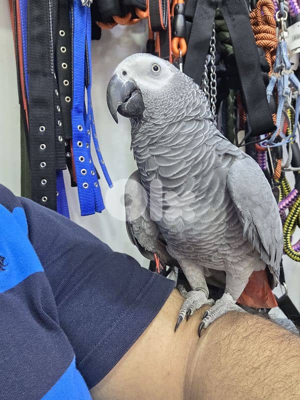 kasko parrot ( african grey ) 2