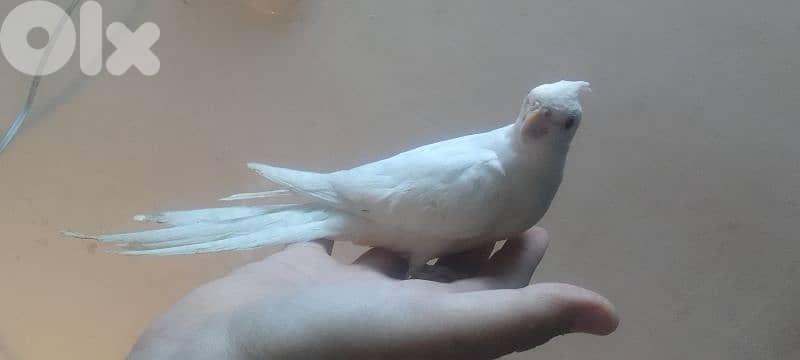 دكر كروان ألبينو أليف 0