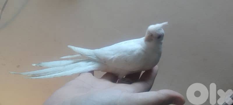 دكر كروان ألبينو أليف 1