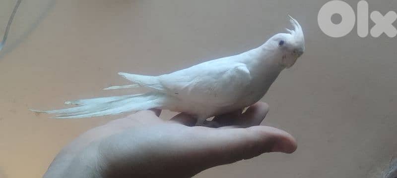 دكر كروان ألبينو أليف 2