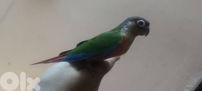 كونيور غرين شيك سوبر ترويض آخر فطامو