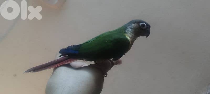 كونيور غرين شيك سوبر ترويض آخر فطامو 1