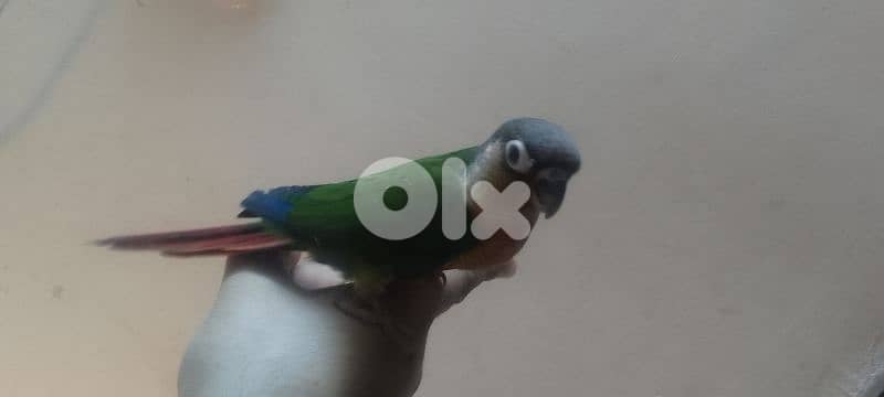 كونيور غرين شيك سوبر ترويض آخر فطامو 2