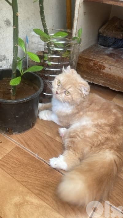 بيروت الفنار