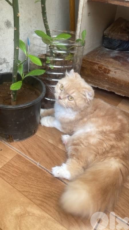 بيروت الفنار 0