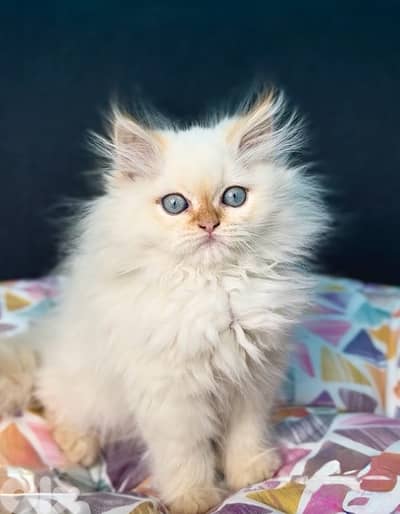 Unique beauty! Himalayan kitten blue yes available