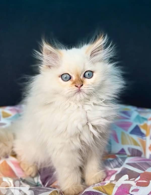 Unique beauty! Himalayan kitten blue eyes available 0