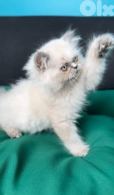 Himalayan blue point sweet & small available