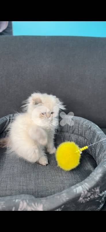 Rare small Himalayan Scottish blue point kitten in store 0