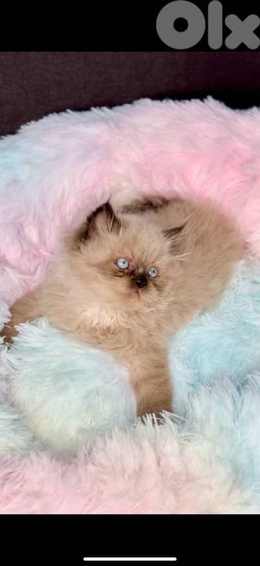 Adorable small Himalayan kitten blue eyes in store