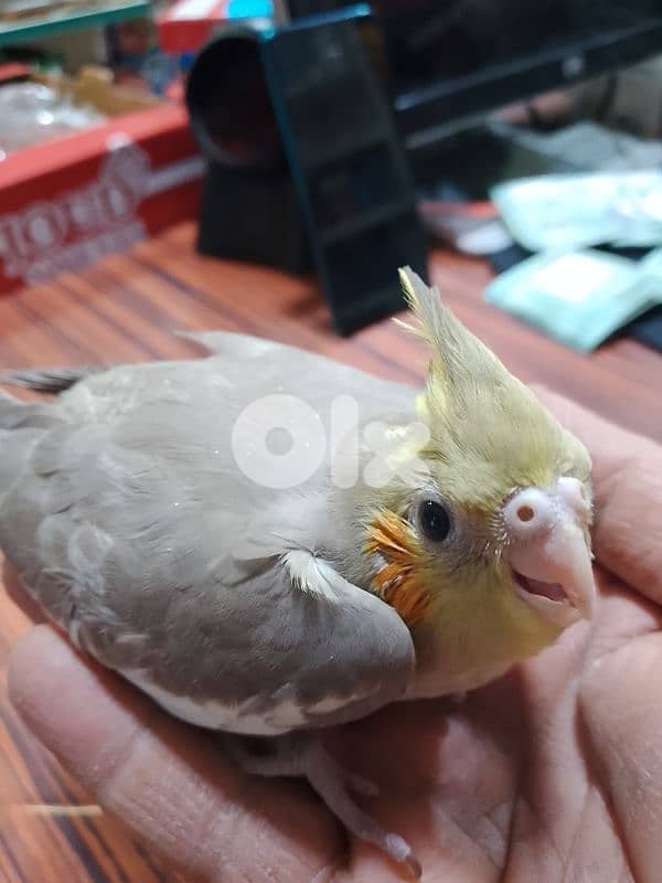 طيور كروان وروز 0