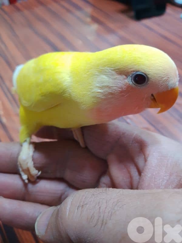 طيور كروان وروز 1