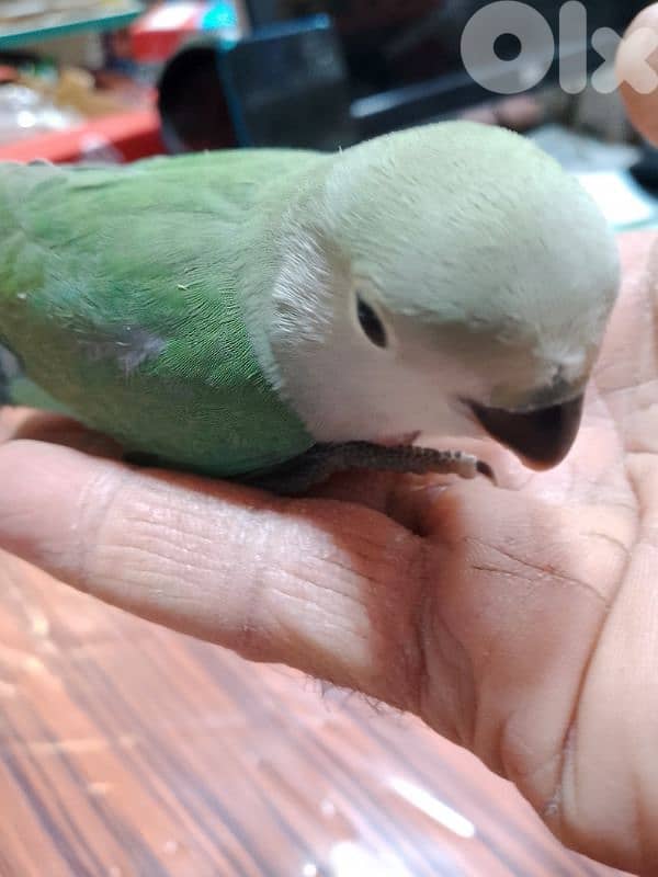 طيور كروان وروز 2