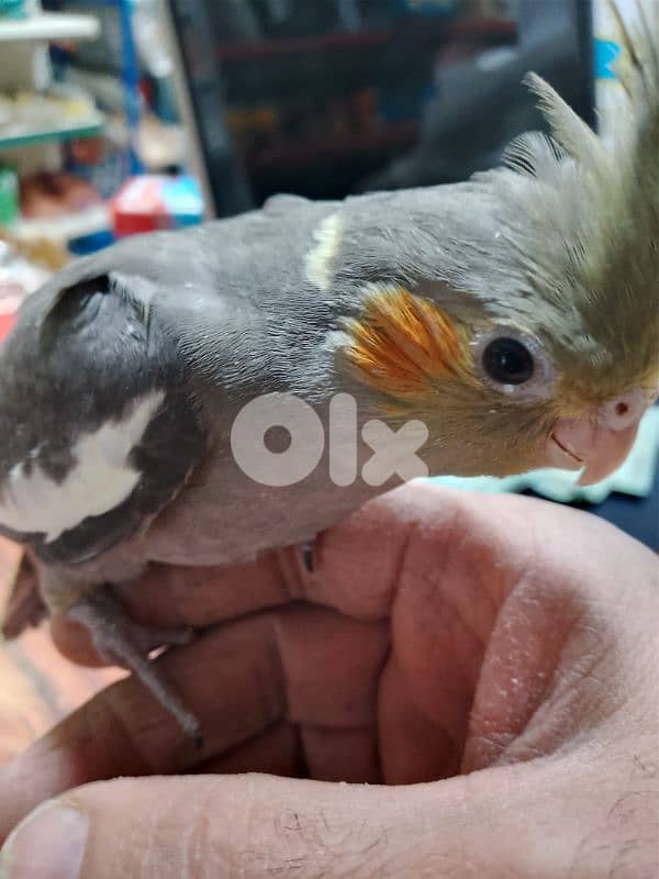 طيور كروان وروز 4