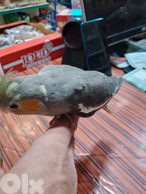 طيور كروان وروز 5