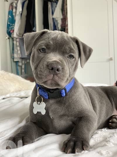 Pure breed Blue Pitbull puppy available Delivery Dog كلب