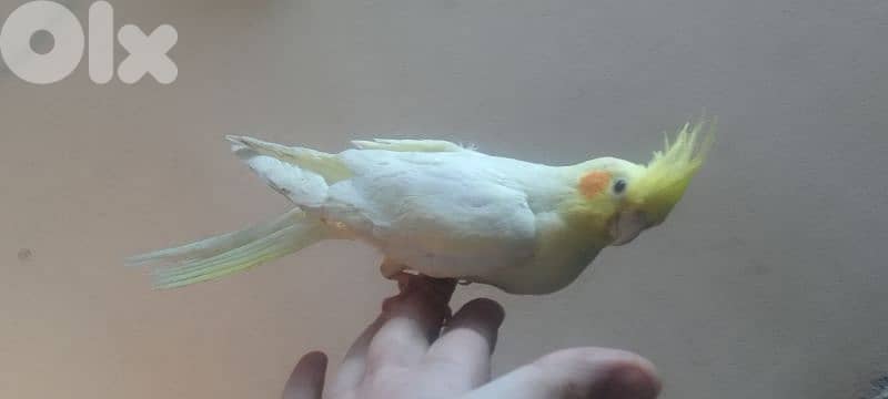 دكر كروان لاتينو عيون حمر سوبر ترويض 0