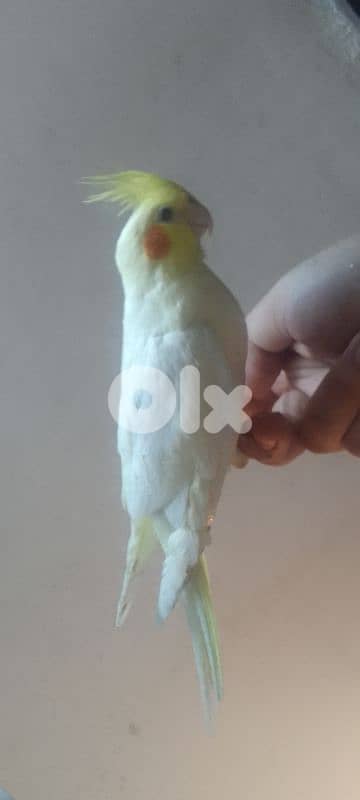 دكر كروان لاتينو عيون حمر سوبر ترويض 1