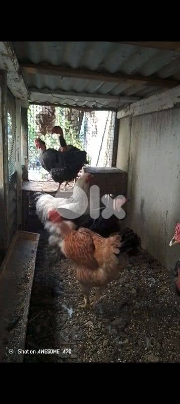 صيدا لفلات 1