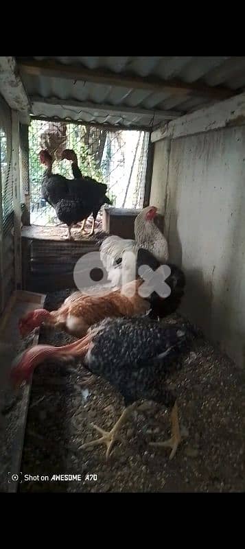 صيدا لفلات 2