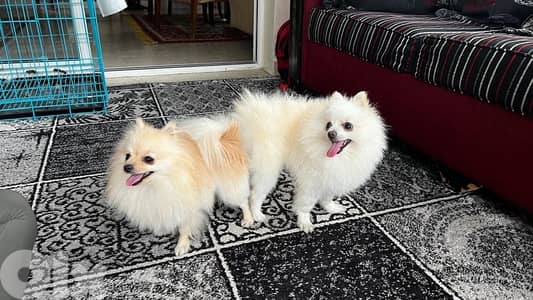 pomeranian for sale