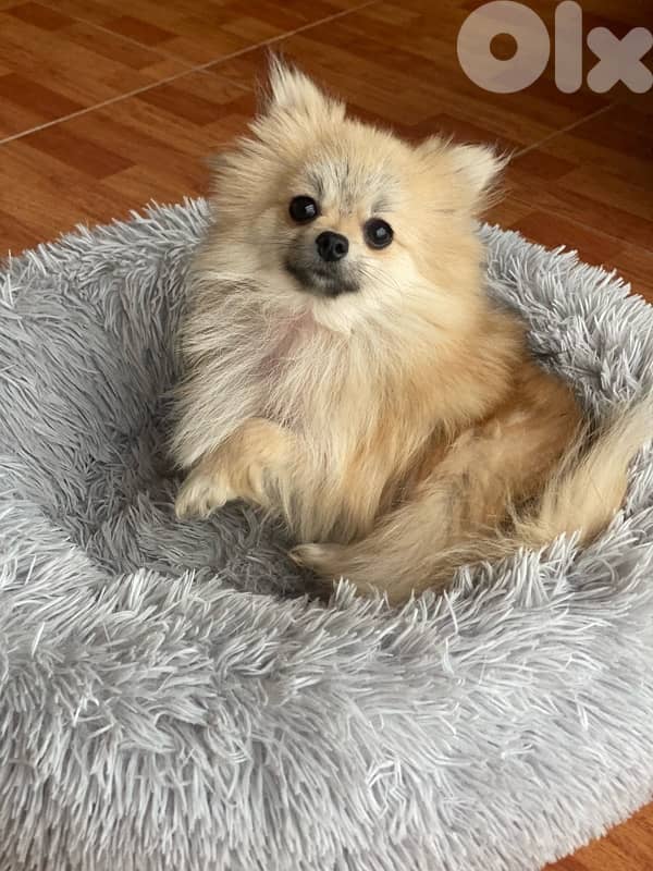 pomeranian for sale 1