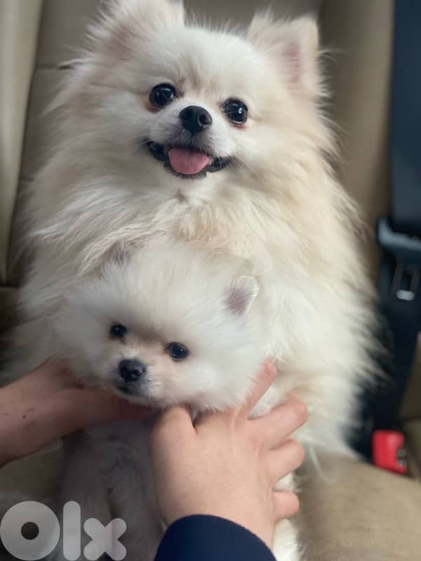 pomeranian for sale 3
