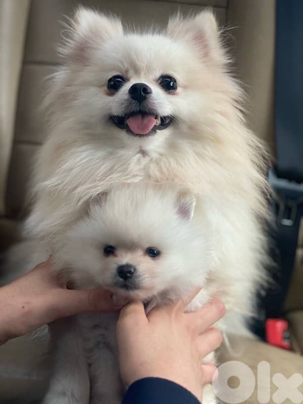 pomeranian for sale 4
