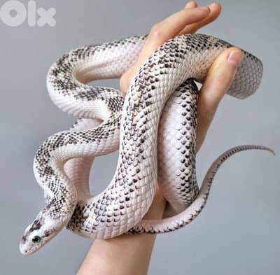 japanese rat snakes