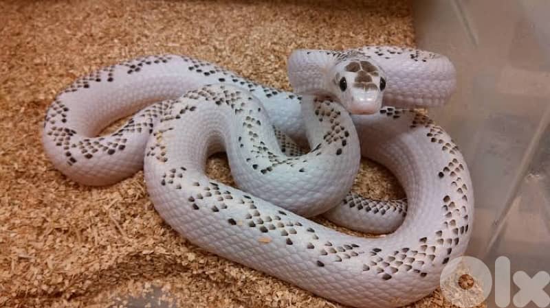 japanese rat snakes 1